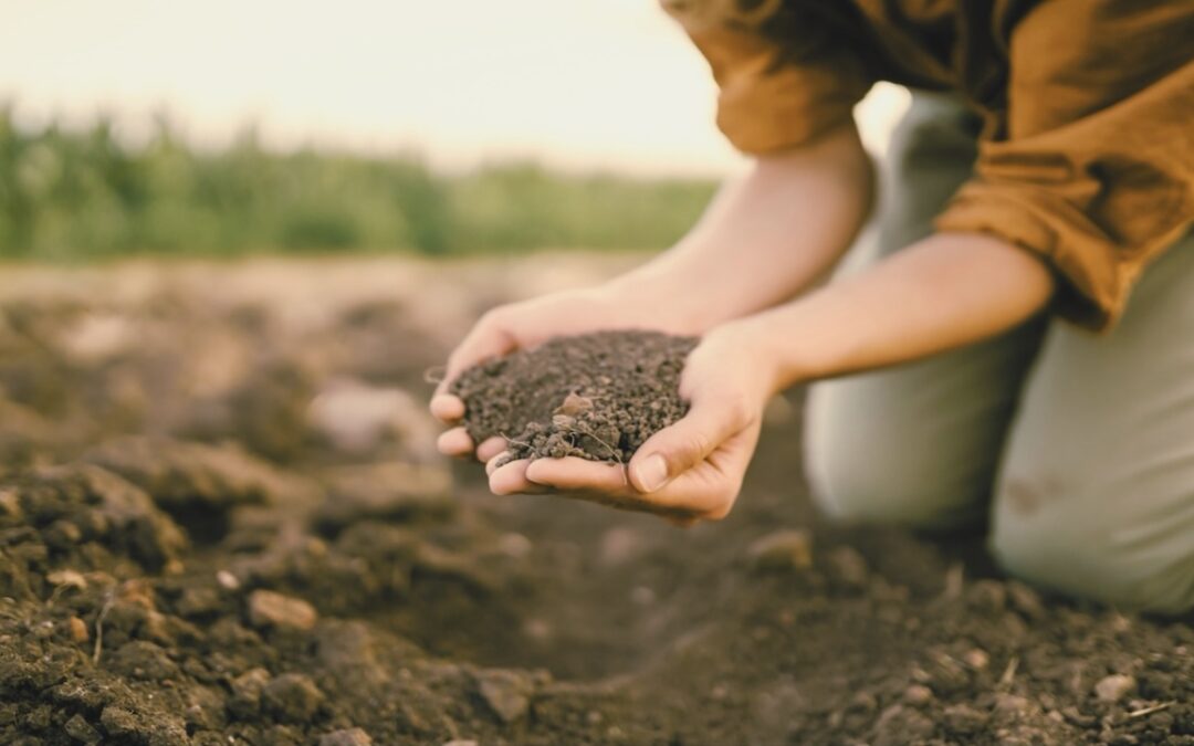 A Sower Went Out to Sow